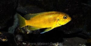 Tropheops sp. 'black dorsal' Chimwalani Reef